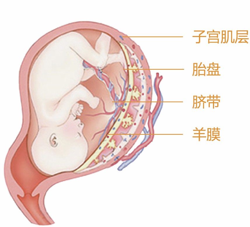 胎盘间充质干细胞
