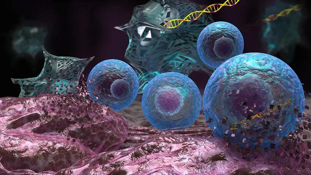 干细胞和免疫细胞有何异同？